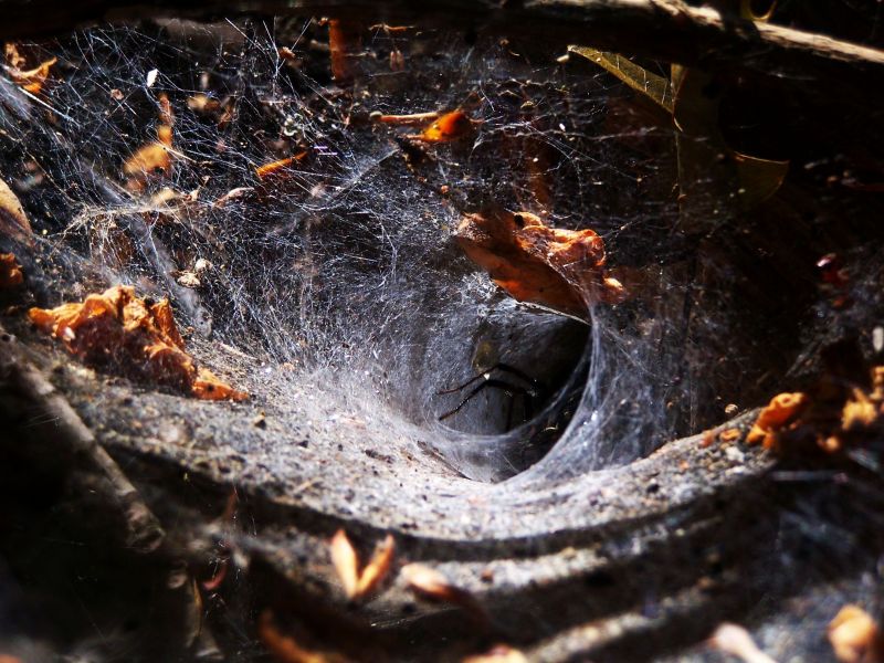 The Funnel-Web Spider